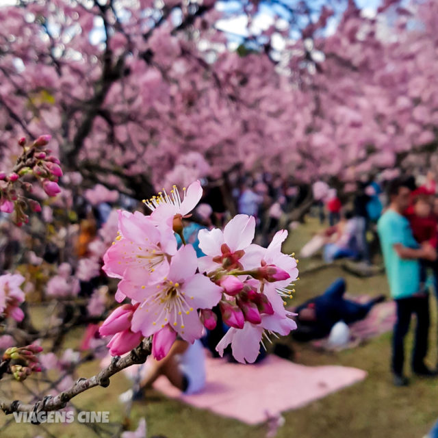 Hanami: A Beleza Do Festival Das Cerejeiras No Parque Do Carmo SP