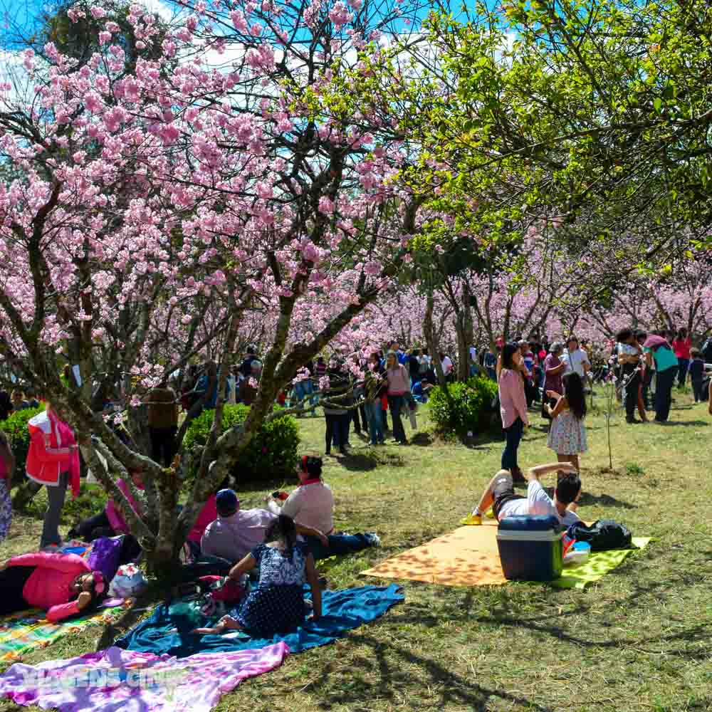 Hanami: A Beleza Do Festival Das Cerejeiras No Parque Do Carmo SP