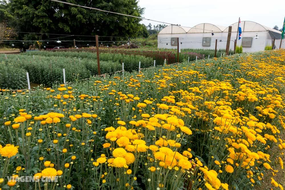 Holambra - Como Funciona a Expoflora 2018: Maior Feira de Flores da América Latina