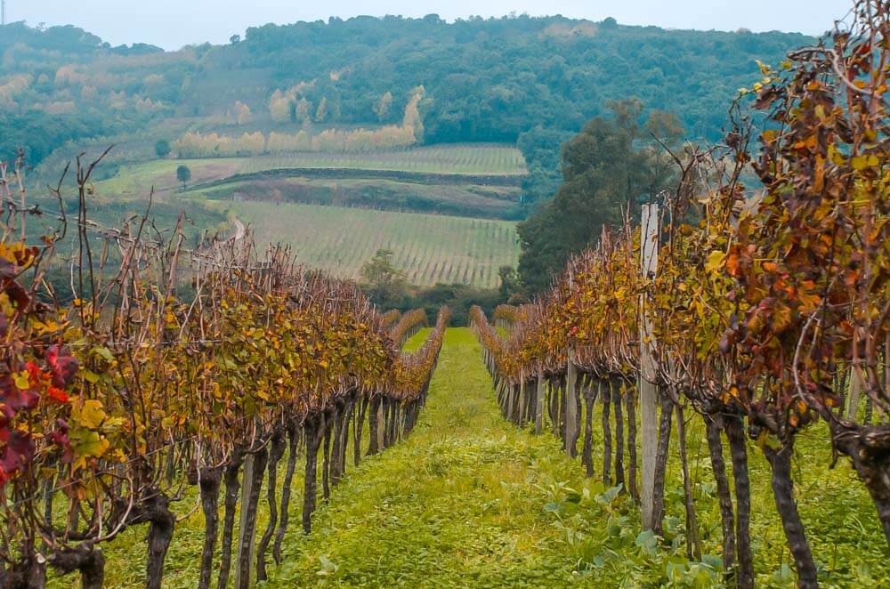 Serra Gaúcha: Roteiro do Vinho em Bento Gonçalves e Vale dos Vinhedos. Créditos da Imagem: Tatiana Cavagnolli - Projeto Imagem Serra Gaúcha Serra Gaúcha: Roteiro do Vinho em Bento Gonçalves e Vale dos Vinhedos